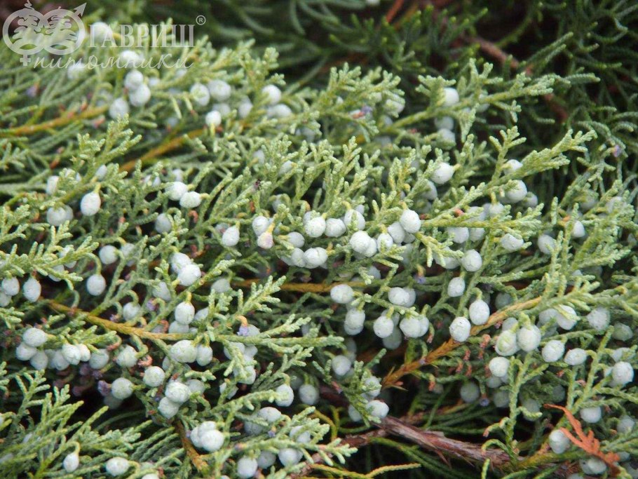Juniperus horizontalis variegata