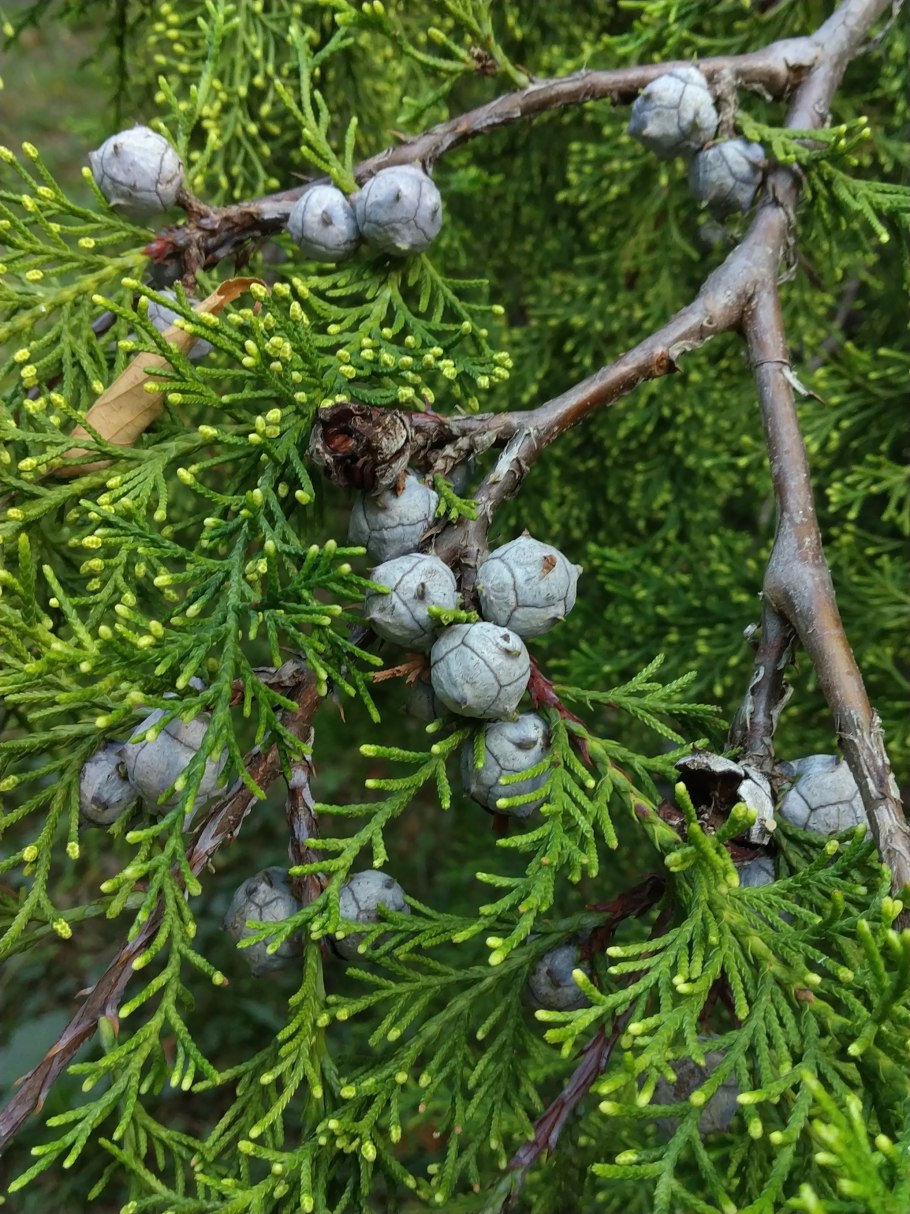 Cupressus lusitanica