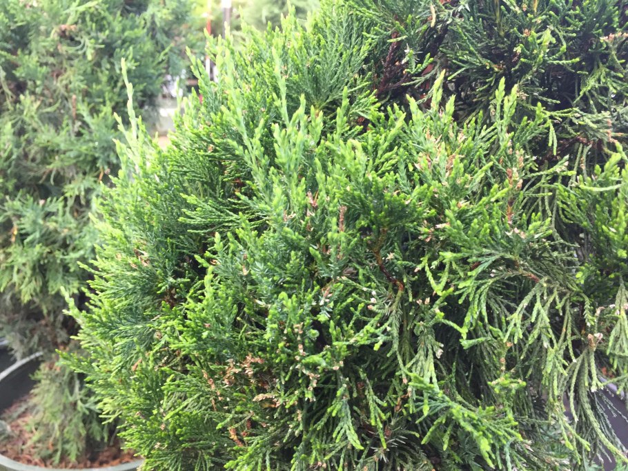 Можжевельник китайский Спартан