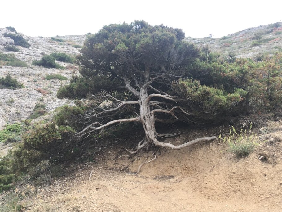 Можжевельник чешуйчатый Gold Tip