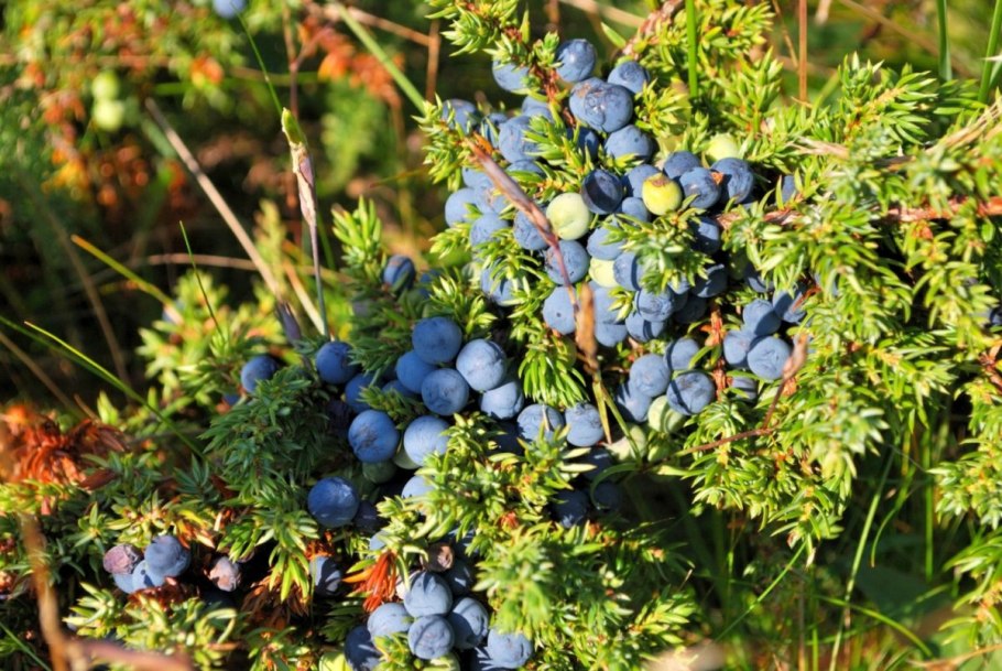 Juniperus procera Hochst