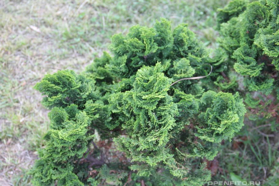 Можжевеловая 68