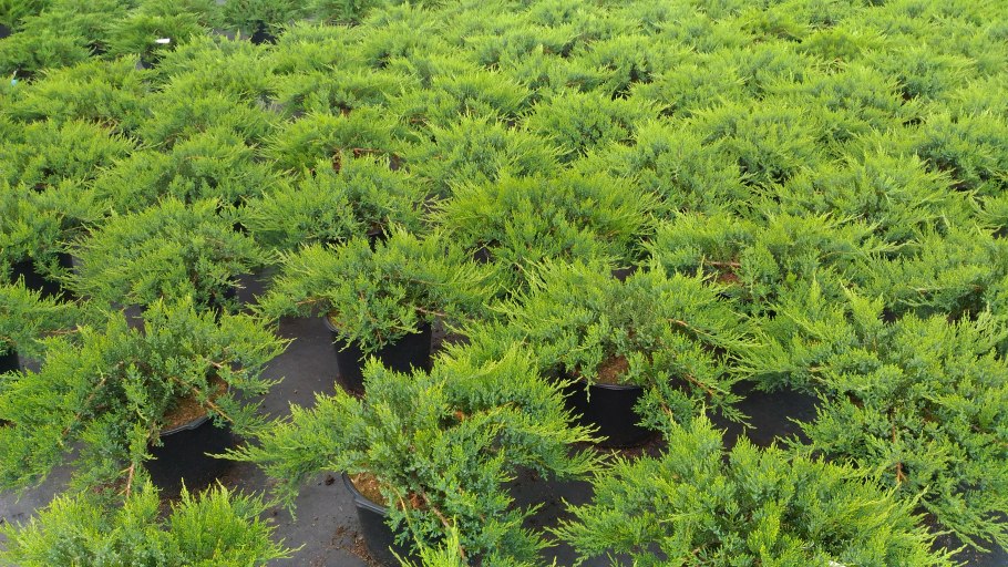 Juniperus oxycedrus l семена