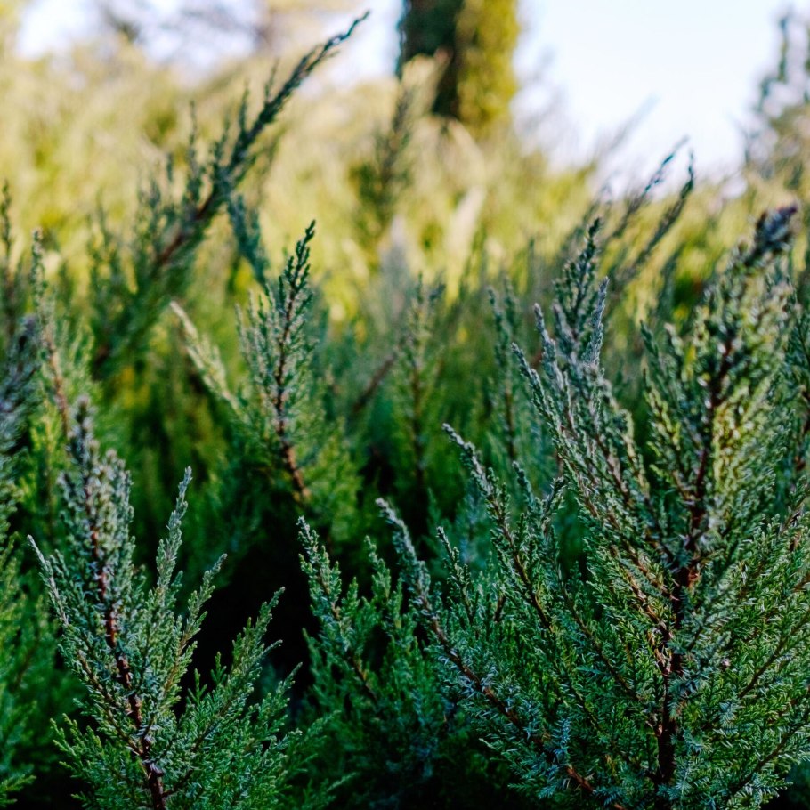 Ольгинская Ростовская область питомник растений