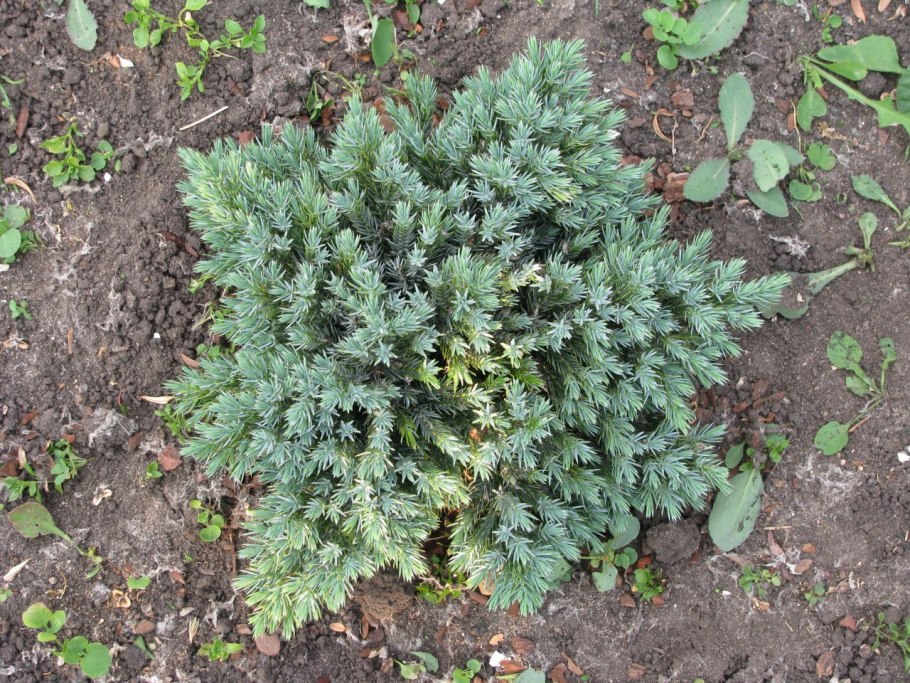 Можжевельник с зелеными ягодами