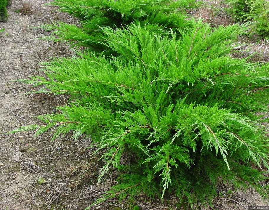 'Juniperus Sab. Tamariscifolia