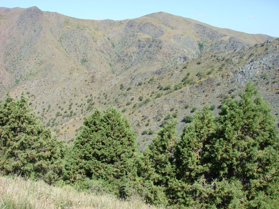 Можжевельник Sab. Calgary Carpet