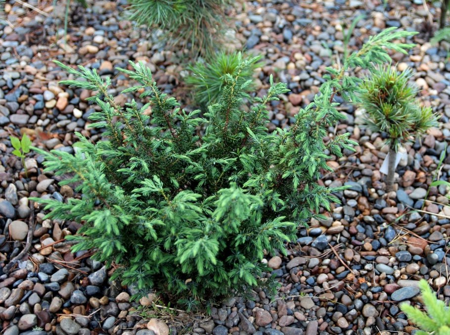 Можжевельник Таежный изумруд
