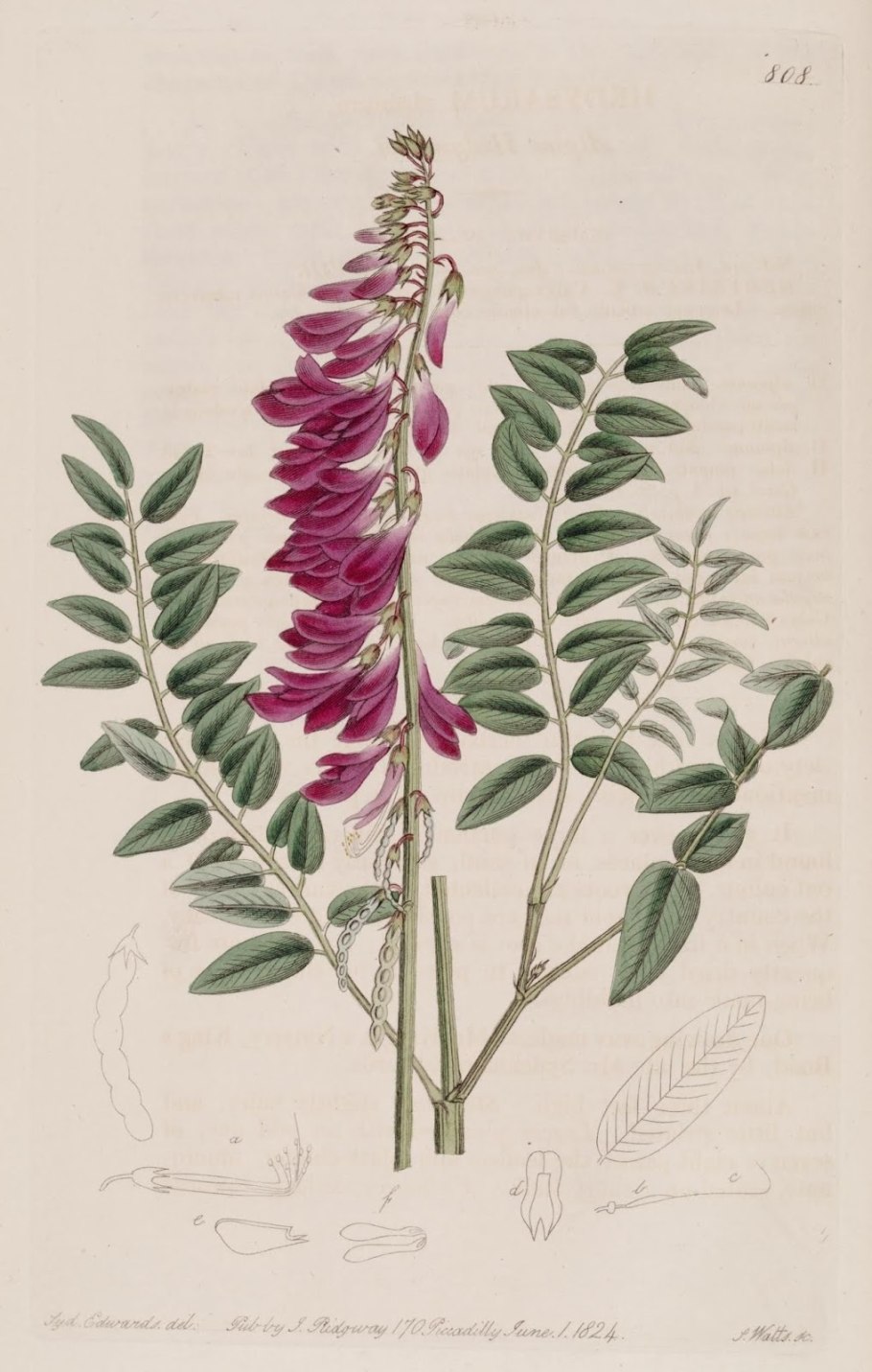 Копеечник серебристолистный