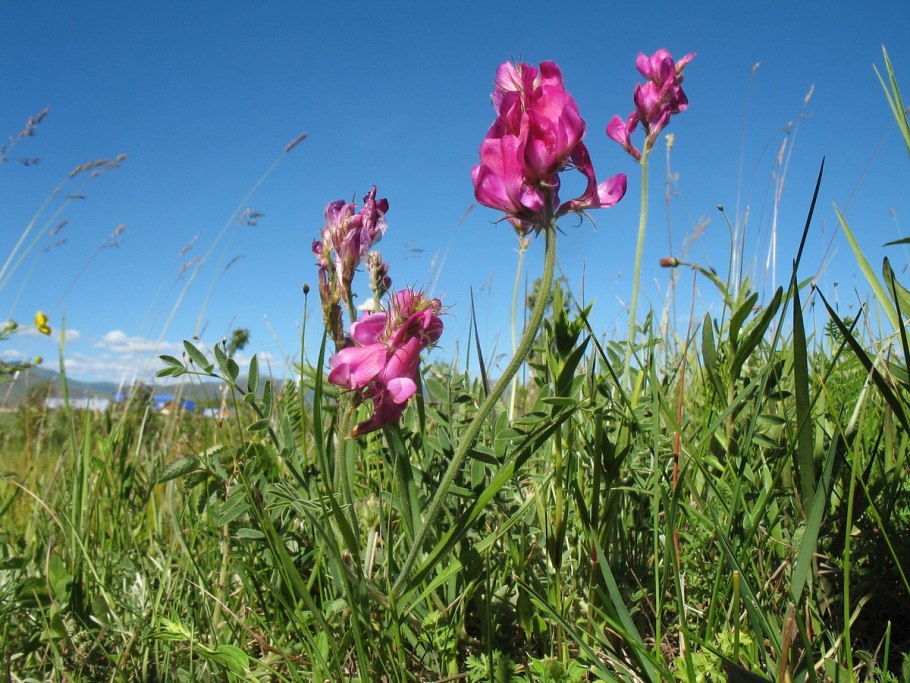 Копеечник Турчанинова