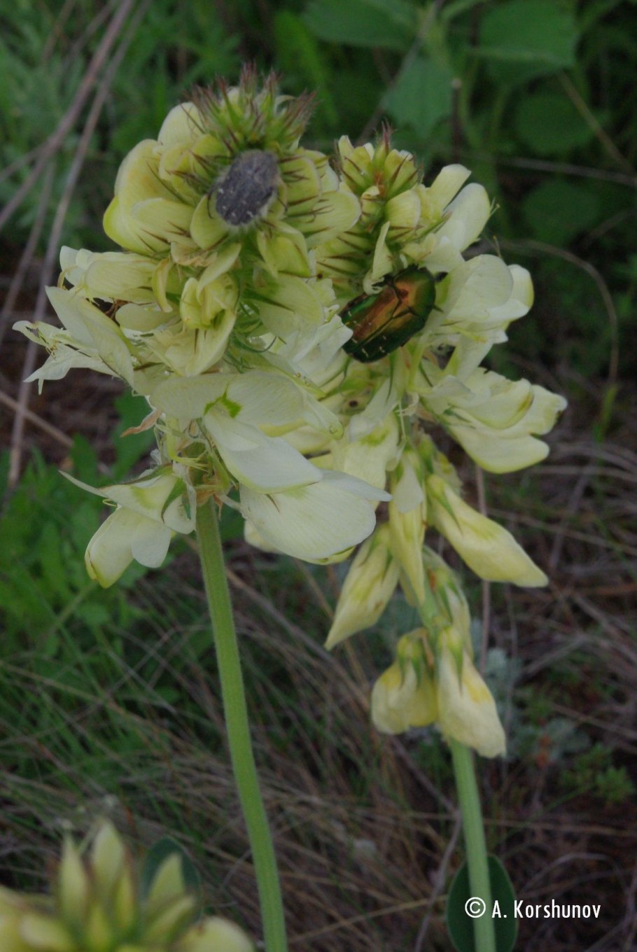 Копейник крупноцветный