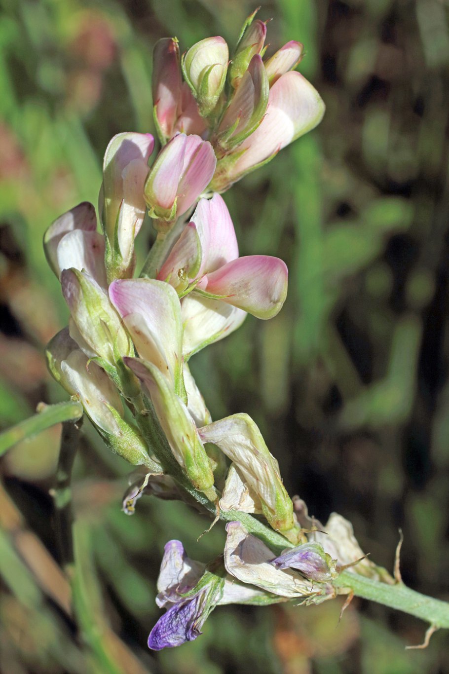 Копеечник Гмелина