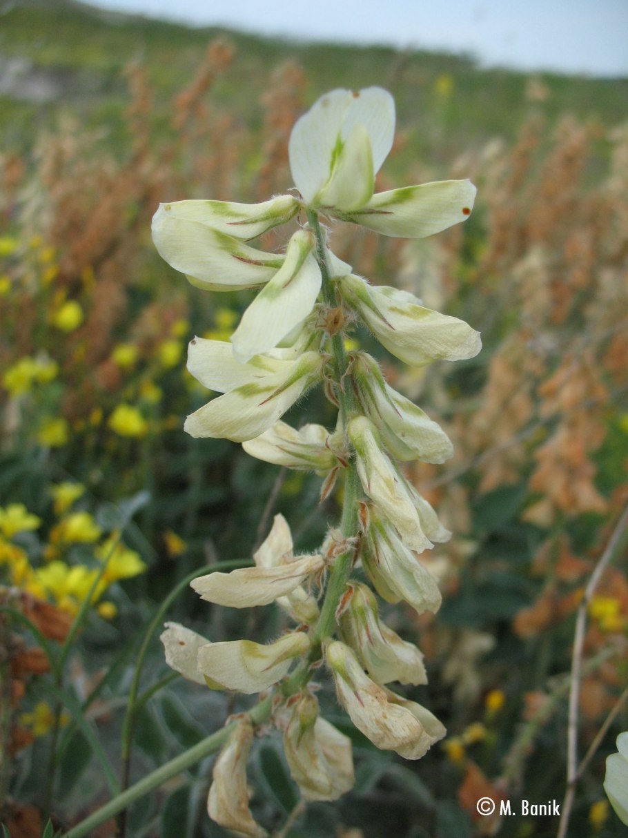 Копеечник Альпийский