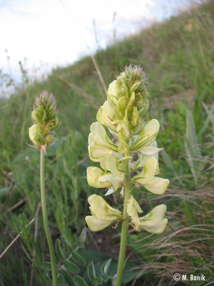 Hedysarum grandiflorum
