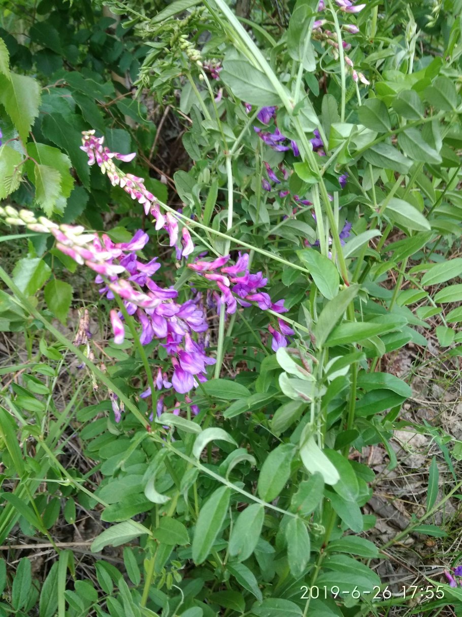 Мышиный горошек растение