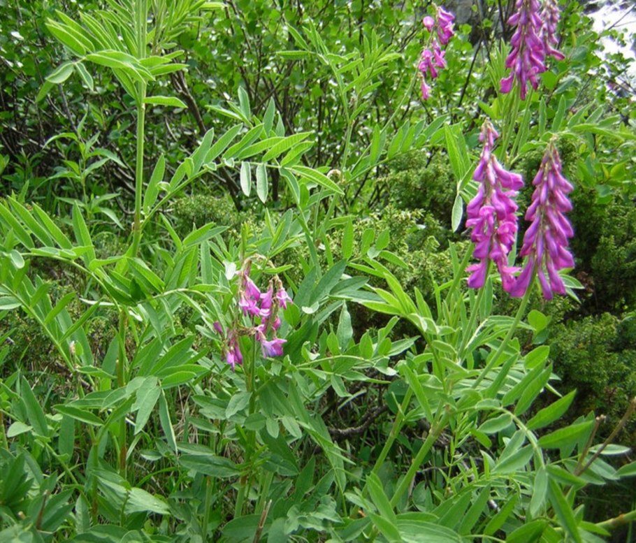 Красный корень копеечник