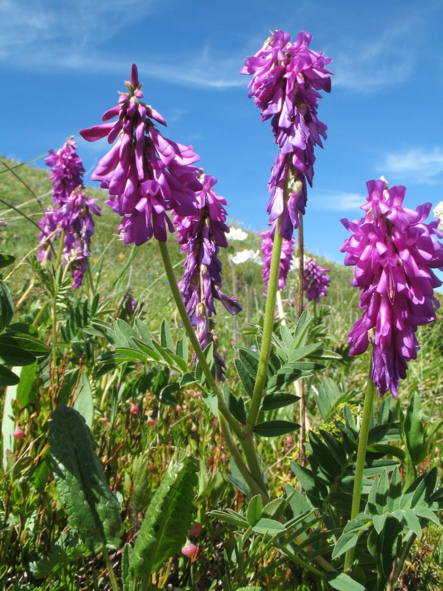 Hedysarum hedysaroides