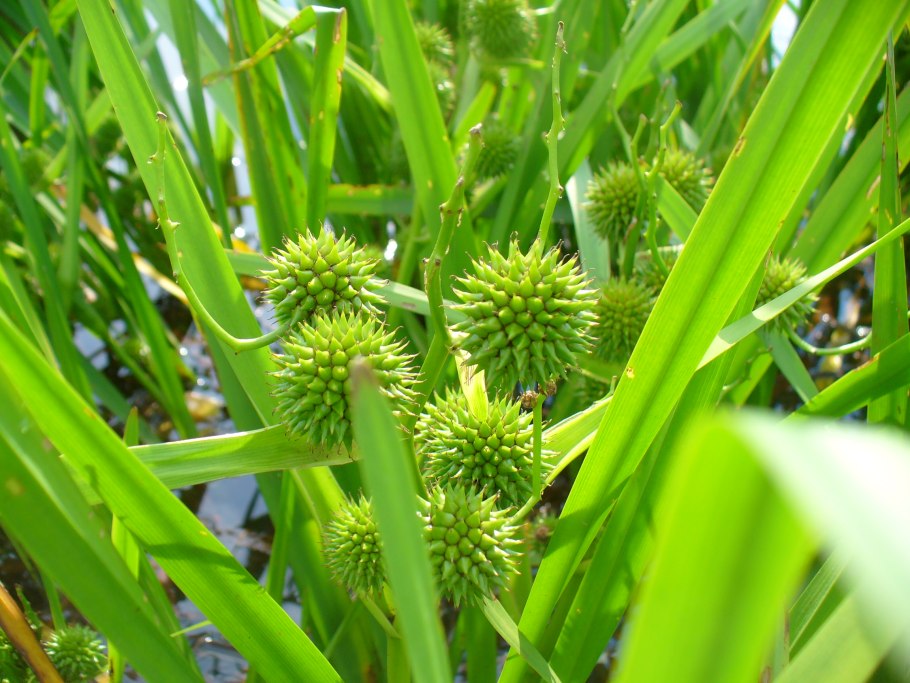Sparganium emersum