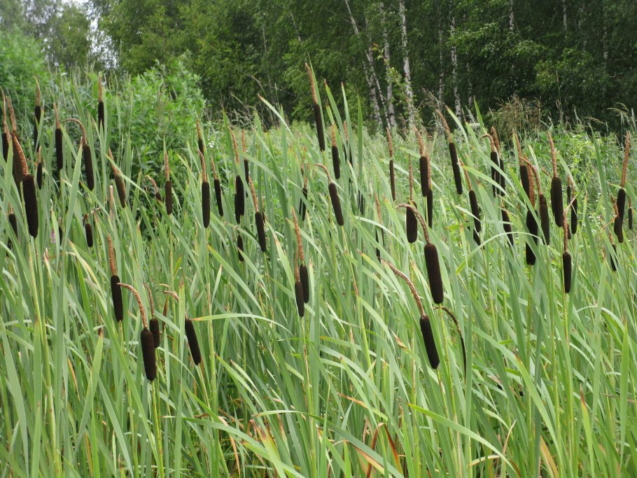 Осока толстостолбиковая (Carex pachystylis l.)