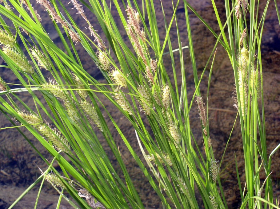 Осока Carex humilis