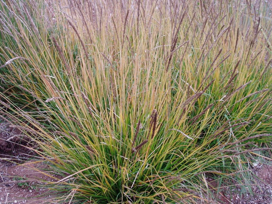 Осока Carex stricta
