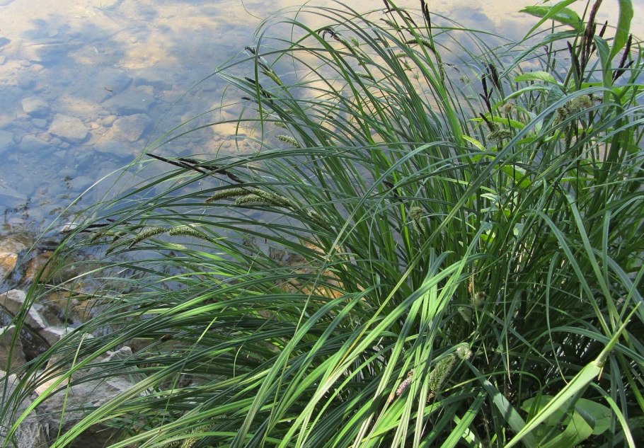 Carex davalliana