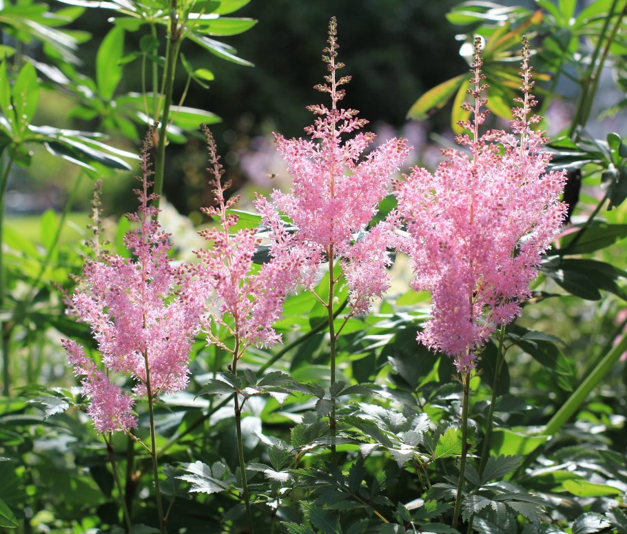 Молочай миля - Терновый венец.