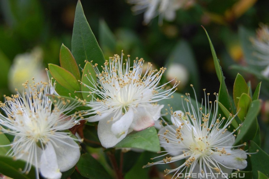 Лавровишня Лузитанская 'angustifolia'
