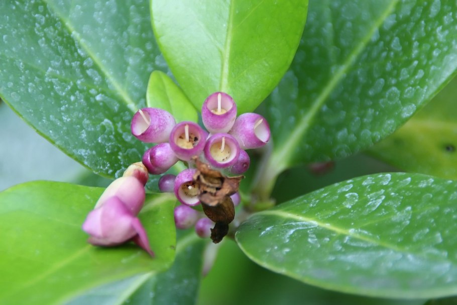 Растение паразитика