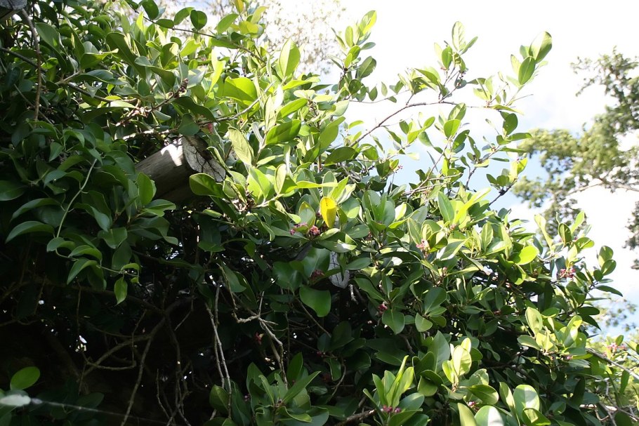 Шлегелиевые