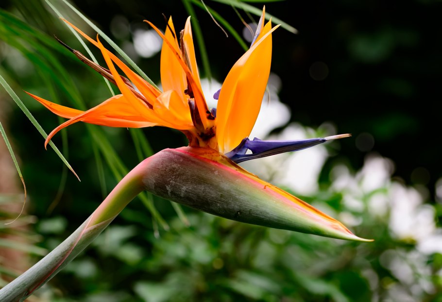 Myrrhinium Atropurpureum