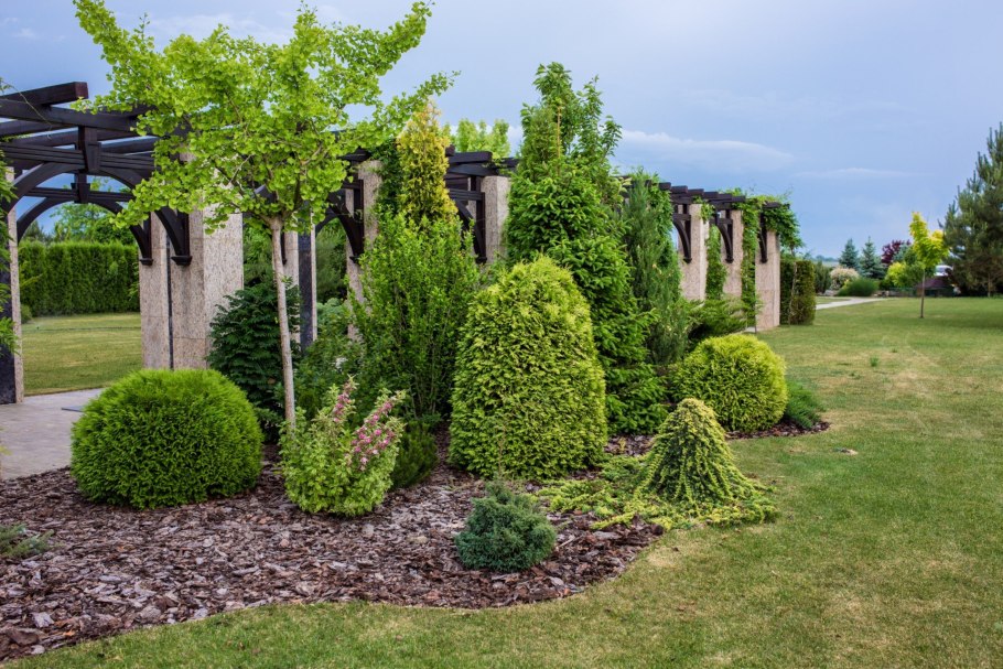 Розовый сад питомник Краснодар хвойники