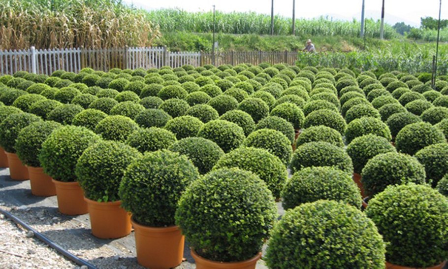 Буксус самшит