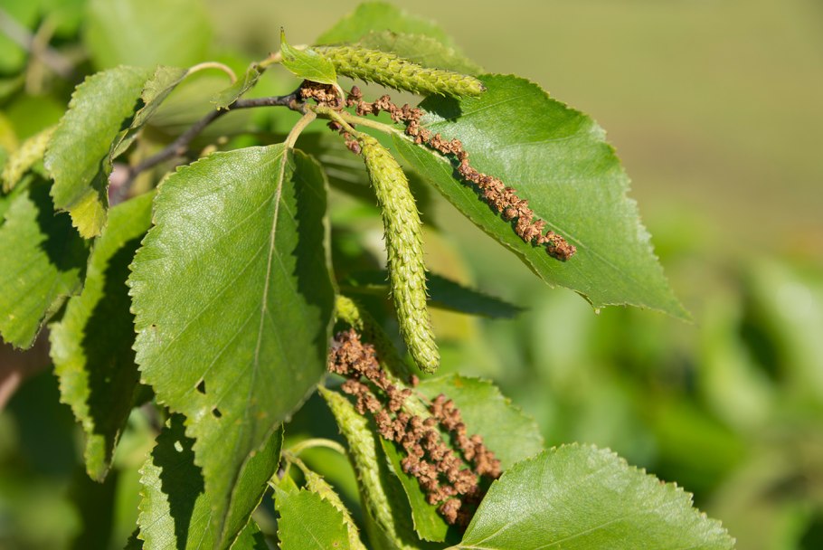 Береза пушистая Betula pubescens