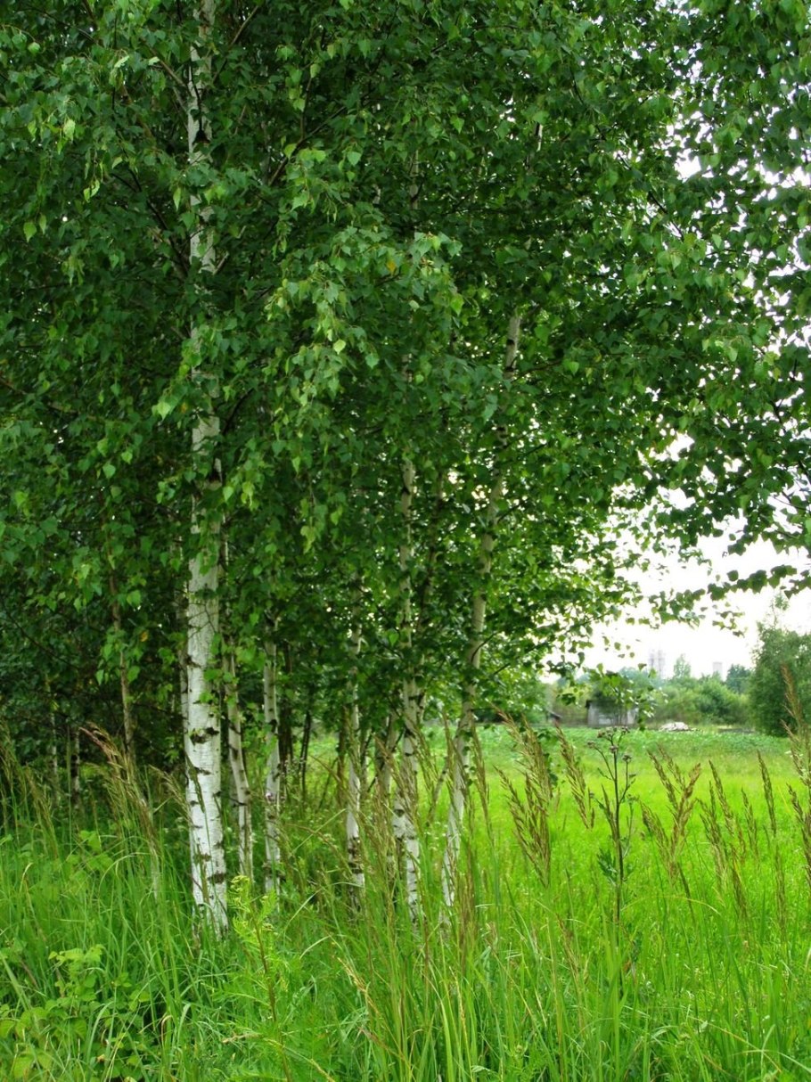 Белоствольная береза