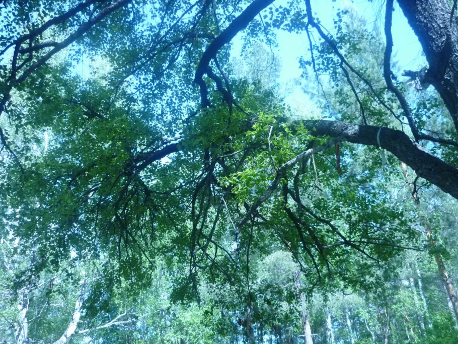 Черная береза дерево