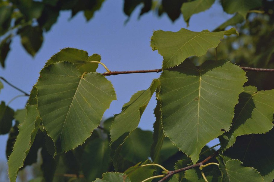 Береза максимовича betula maximowicziana