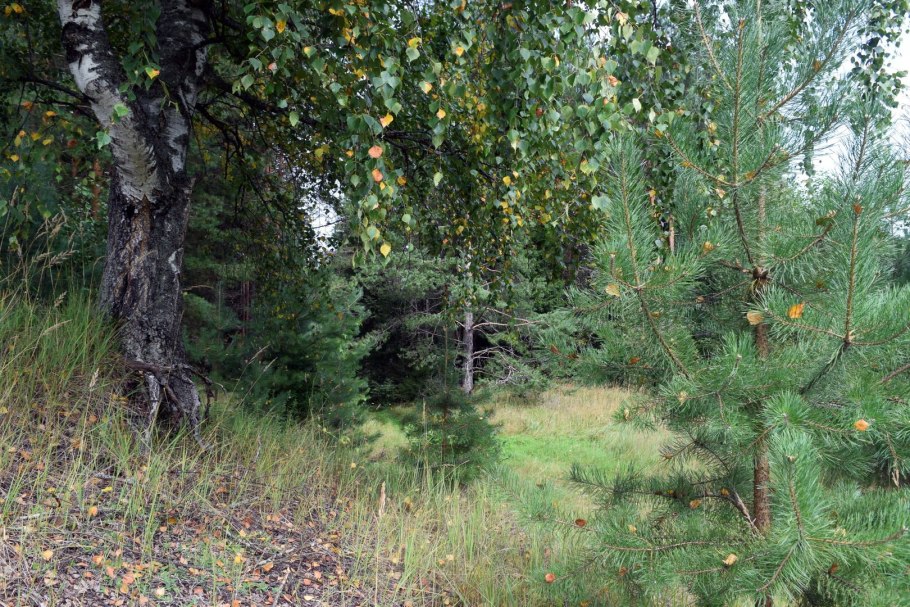 Береза повислая Fastigiata