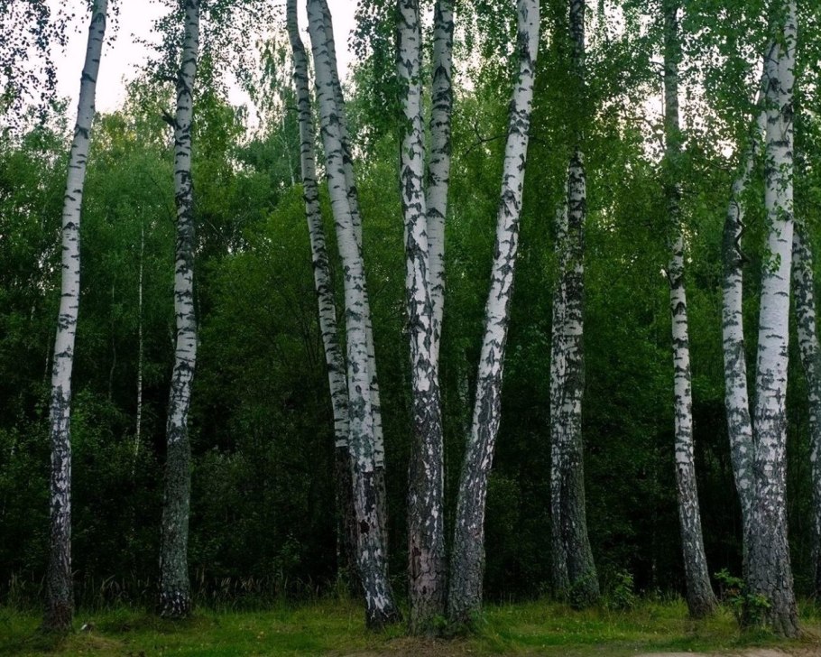 Береза черная Betula nigra