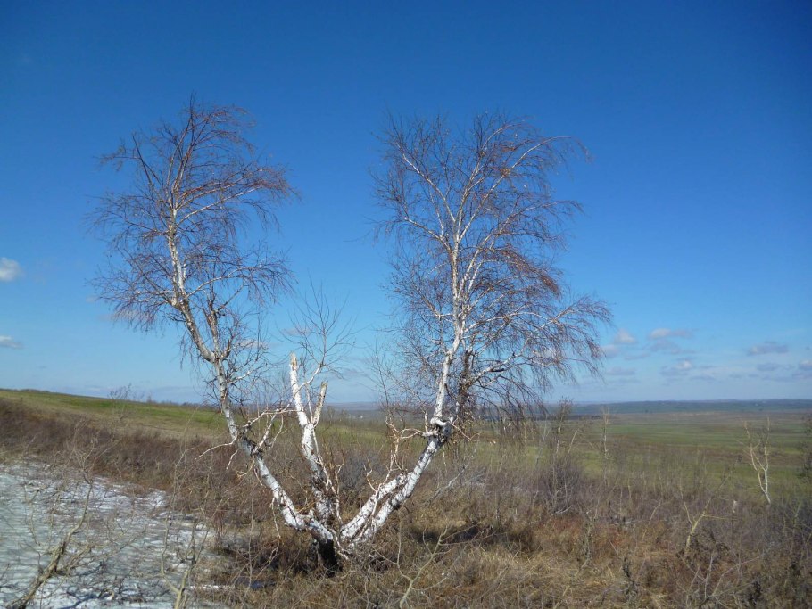 Евразия растения береза