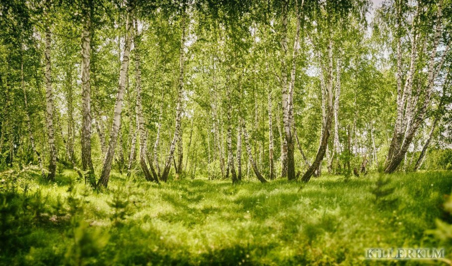 Береза Даурская черная