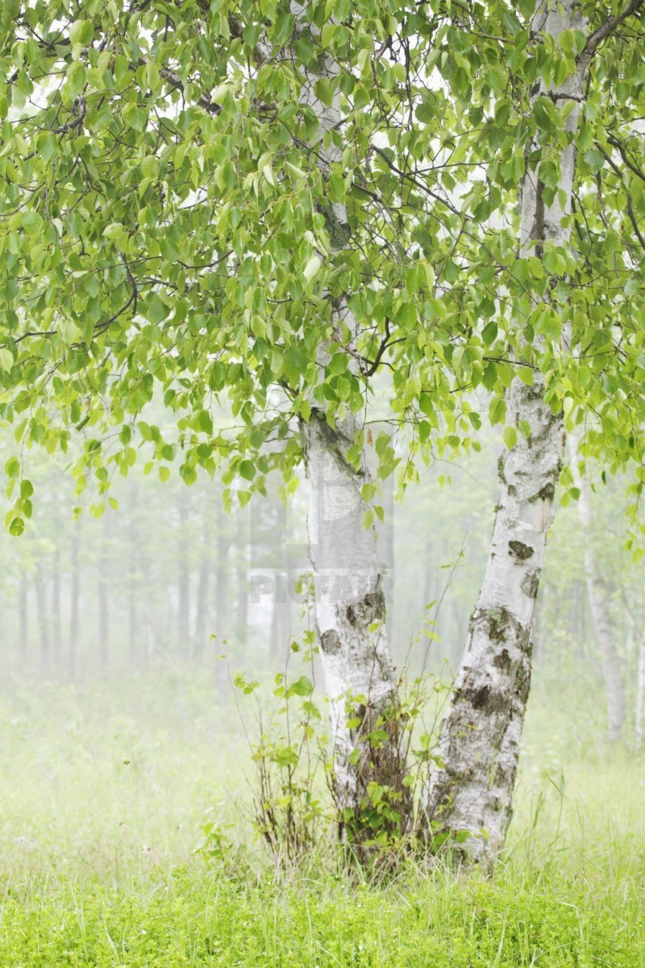 Береза белая повислая