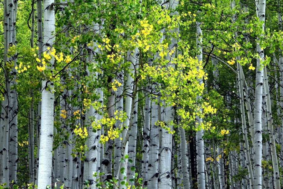 Betula Alba для ботанического рисования