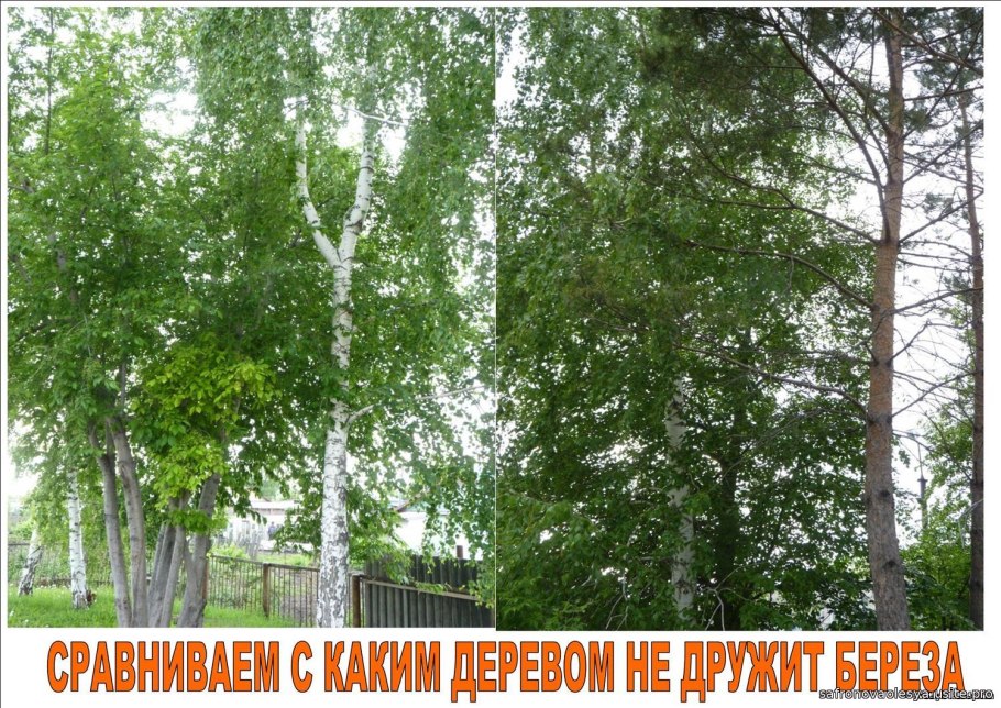 В Китае растут березы