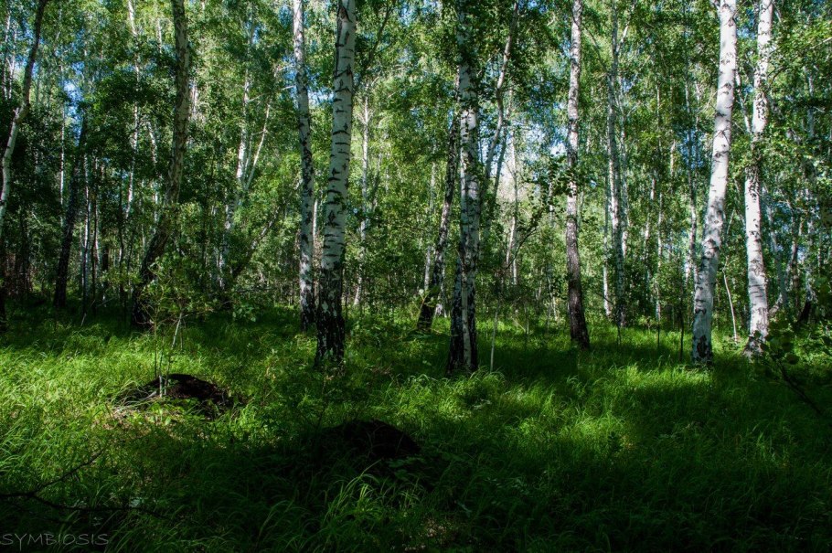Участок с бореальной флорой в Степной зоне Базарный Карабулак
