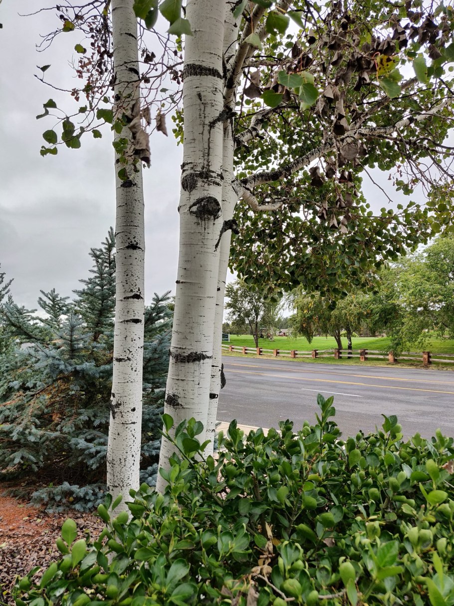 Береза бумажная Betula papyrifera