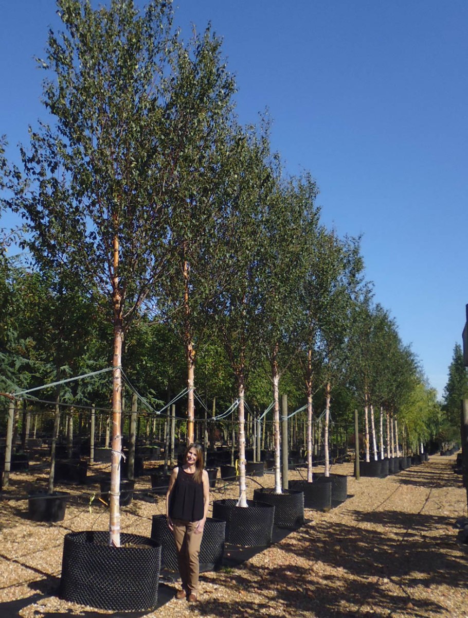 Черная береза Троицкий Сунгур