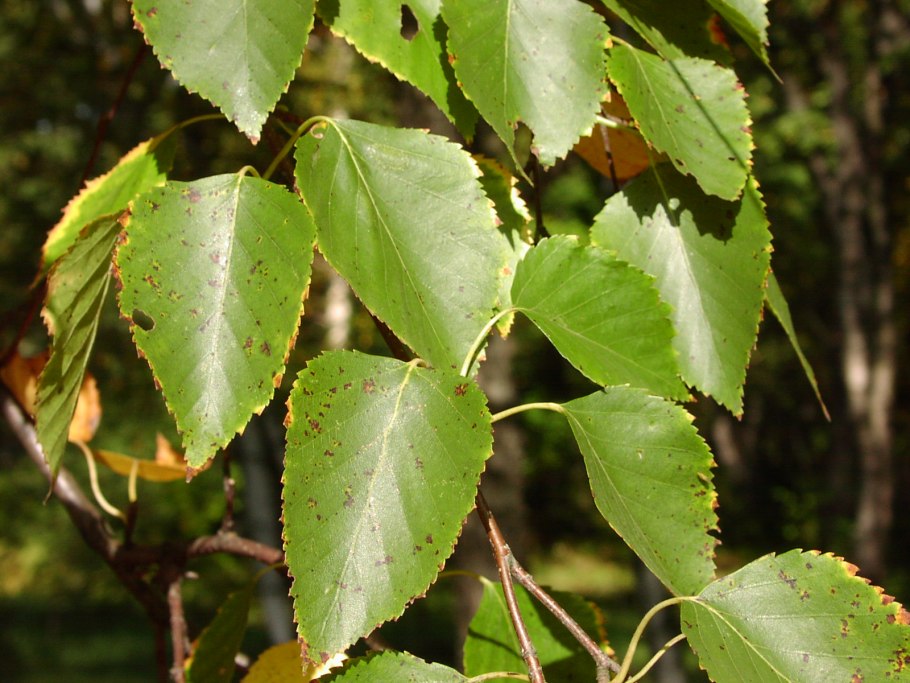 Береза Даурская (Betula dahurica)