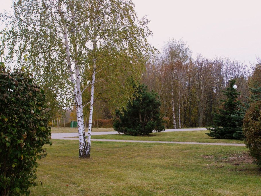 Береза Нигра