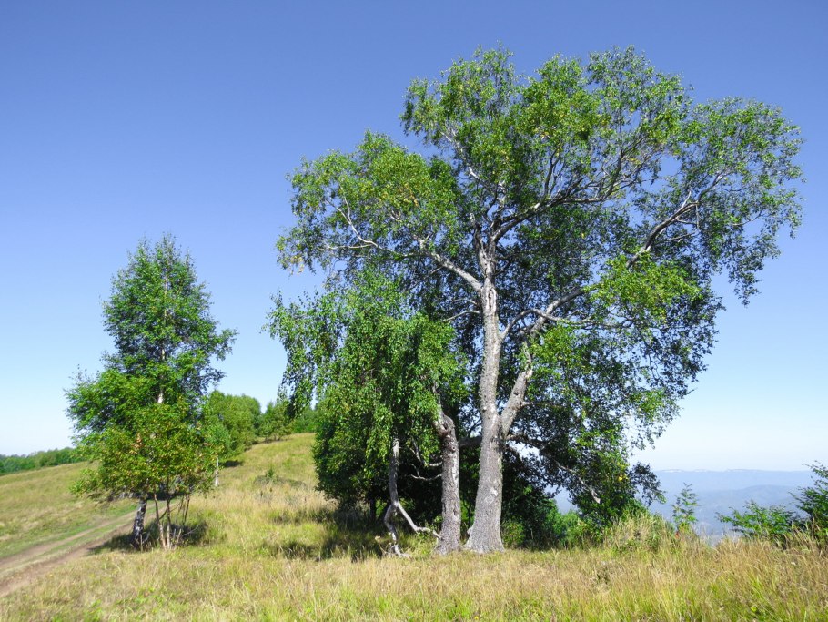 Березовая роща Сергиев Посад